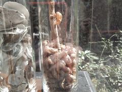 -广州神农草堂中医药博物馆