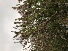 -天津津利华酒店