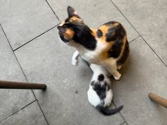 -川白楼·老成都院坝川菜鱼鲜馆(马鞍路店)