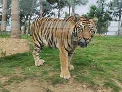 -西霞口神雕山野生动物世界