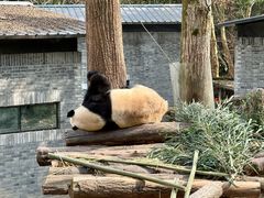 -都江堰中华大熊猫苑