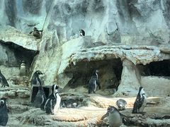 -帝企鹅自助餐厅•儿童岛•真企鹅(长隆企鹅酒店)