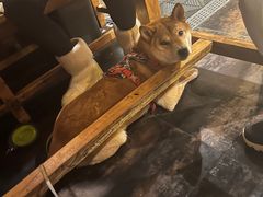 -小俩口烧烤东北菜(双井店)