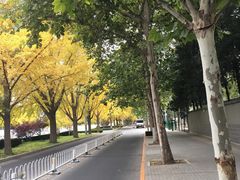 -三里屯东五街银杏大道