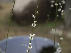 -温州永嘉书院