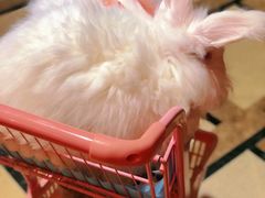-猫色咖啡·猫咖