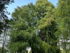 -南宁良凤江国家森林公园