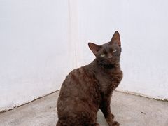 -喵屿·大理花园猫咖