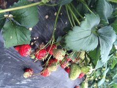 青浦采草莓天天草莓园-青浦采草莓天天草莓园