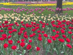 -大宁郁金香公园-停车场