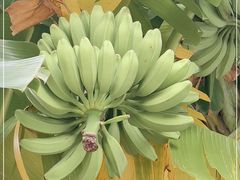 -云溪植物园