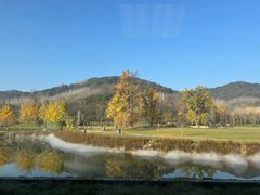 -千年银杏谷文化旅游区