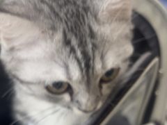 -瑞派福兴宠物医院犬猫全科·骨科·中西医结合(河东店)