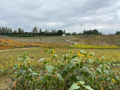 -紫颐香薰山谷景区