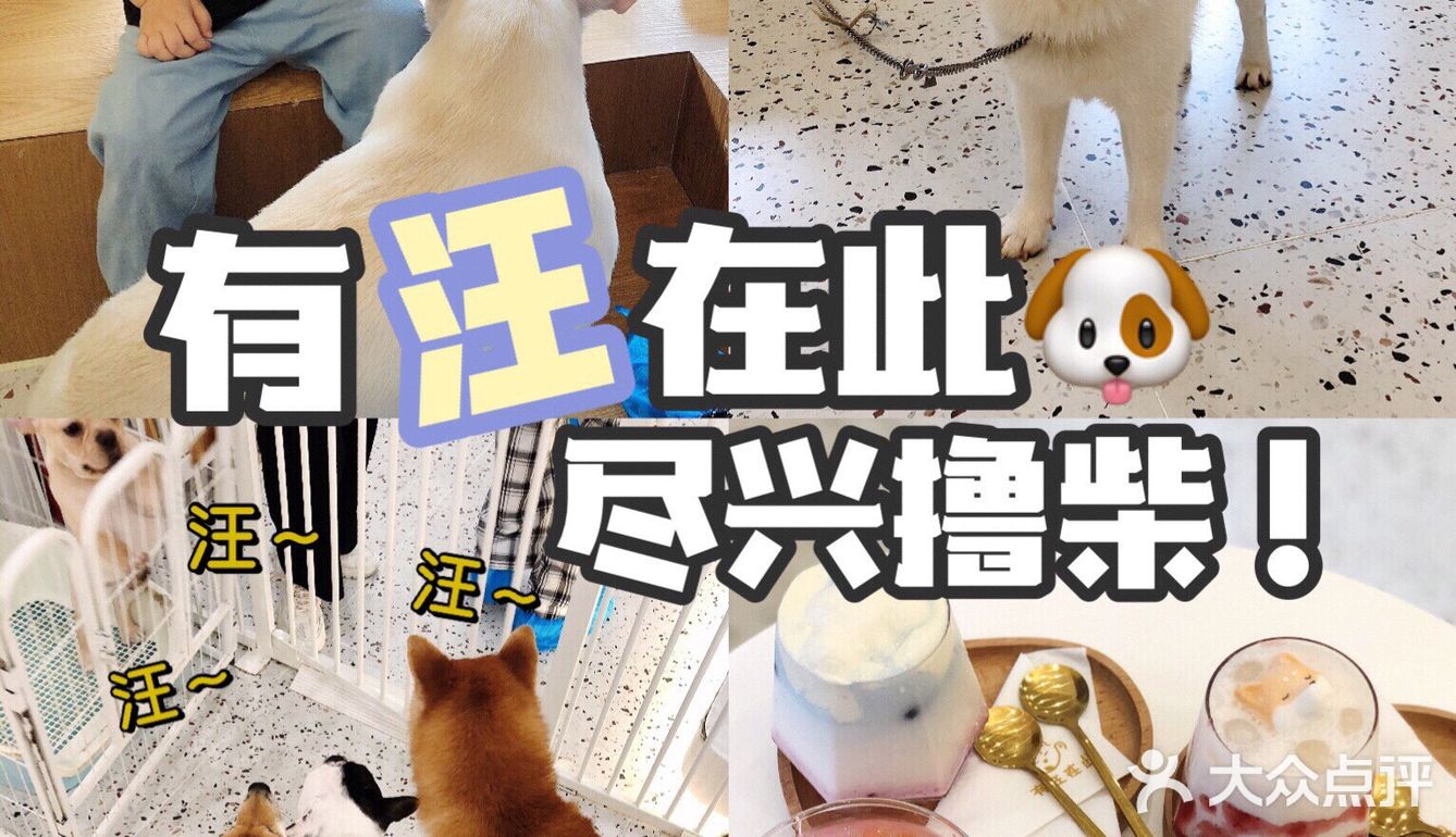 有汪在此🐶超好rua的撸狗圣地～