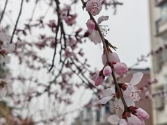 -桃花堤公园