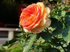 -人民公园(罗湖区)