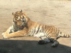 -大连森林动物园