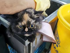 -瑞派动物医院·绝育·犬猫全科·预防医学(光景江南中店)