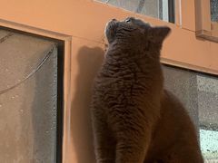 -lincat·猫舍(广州店)
