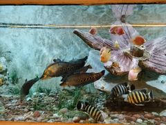 -东方巨龟苑景区