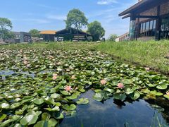 -宁波杭州湾国家湿地公园