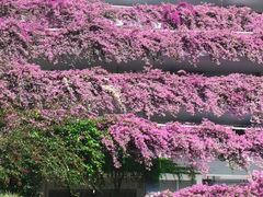 -深圳仙湖植物园-停车场