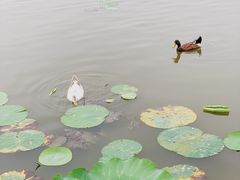-莲花池公园
