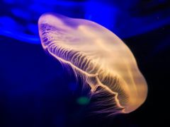 -福州罗源湾海洋世界旅游区