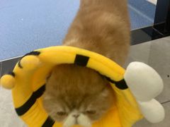 -瑞派长江宠物医院·猫科·外科·24小时夜护(谊城公寓分院)