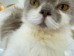 -喵园·猫主题咖啡厅·撸猫·猫咖(国贸店)