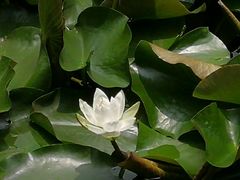 -桂湖森林公园
