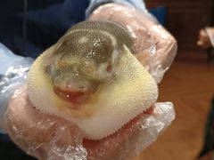 -肆月河豚·新淮扬(金融街店)
