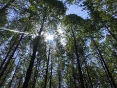 -日照海滨国家森林公园