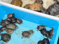 -青石桥花鸟鱼虫市场(叠翠城店)