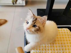 -平行世界·猫咖(首经贸店)