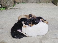 -杨家堂村