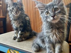 -猫大福·Fortune Cat猫舍(百子湾店)