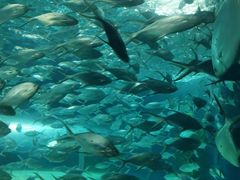 -上海海洋水族馆