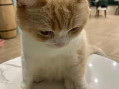 -安格丽娜·狗咖·猫咖羊驼咖(春熙路百盛商场店)
