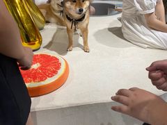 -柴务处·柴犬主题狗咖