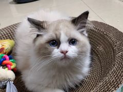 -lincat·猫舍(广州店)