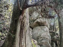 -天目山大树王景区