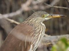 -北海金海湾红树林生态旅游区