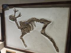 -安徽省地质博物馆