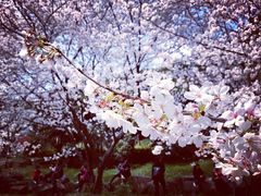 -苏州上方山国家森林公园