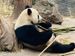 -都江堰中华大熊猫苑