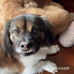 如何给狗狗做美容 AccQjG9umuYzjw4G8MIPQ9-iAo5mmT1_JD3lNiRbp4mIlzOdCMLiJoFCEBu1F1H8uzFvxlbkWx5uwqY2qcjixFEuLYk00OmSS1IdNpm8K8sG4JN9RIm2mTKcbLtc2o2vfCF2ubeXzk49OsGrXt_KYDCngOyCwZK-s3fqawWswzk.jpg