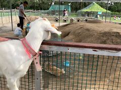 -前小桔亲子创意农场·草莓采摘·露营烧烤