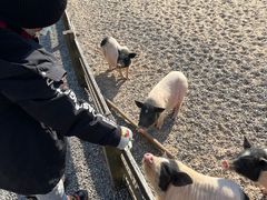 -前小桔亲子创意农场·草莓采摘·露营烧烤